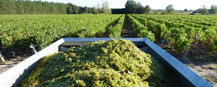 Vendanges 2018 - Domaine des champs Gonneau