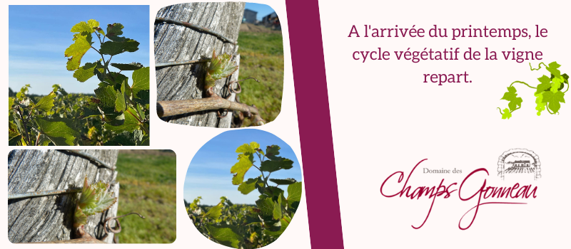 A l'arrivée du printemps, le cycle végétatif de la vigne repart.