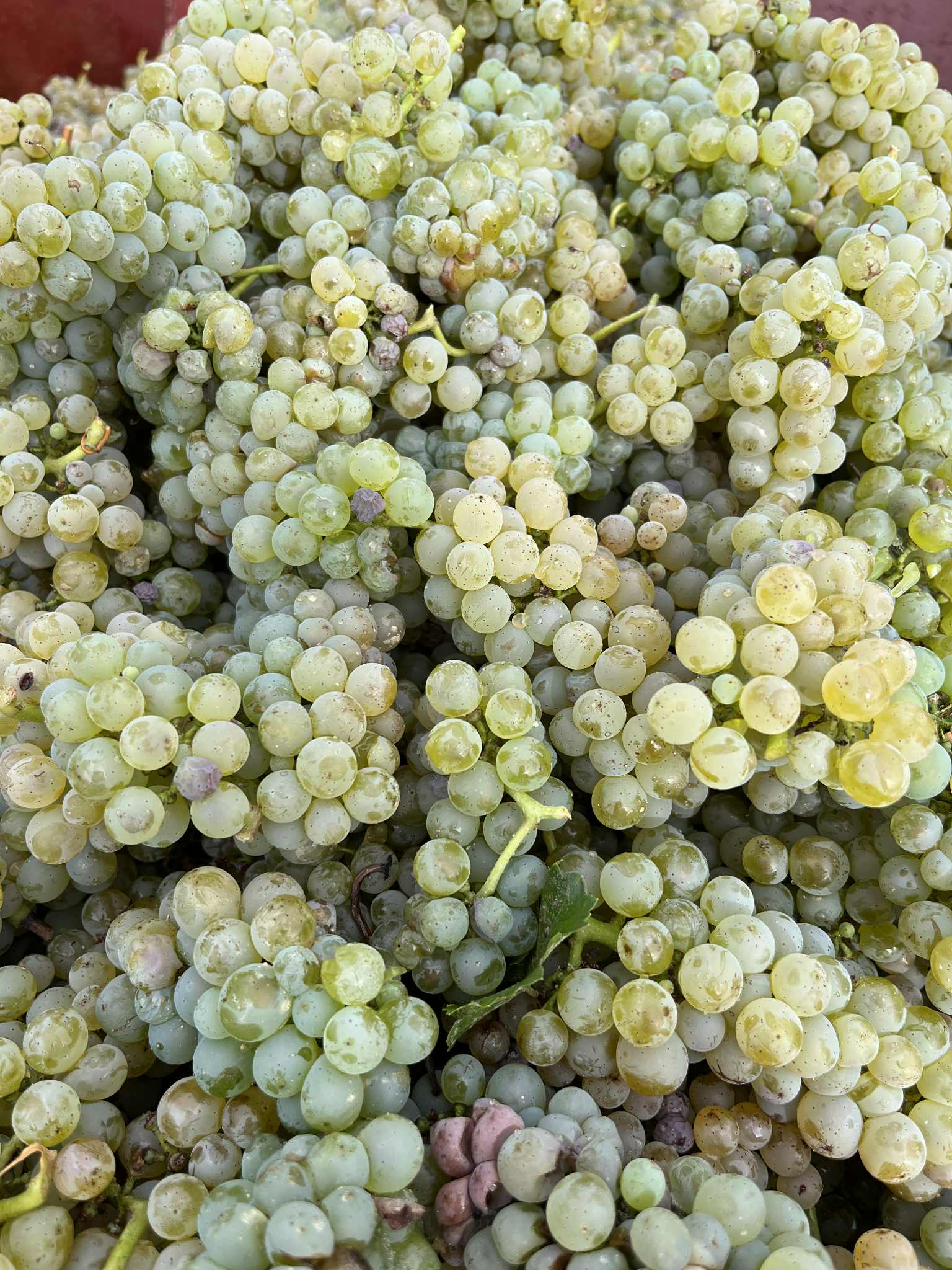 Raisins Sauvignon Blanc