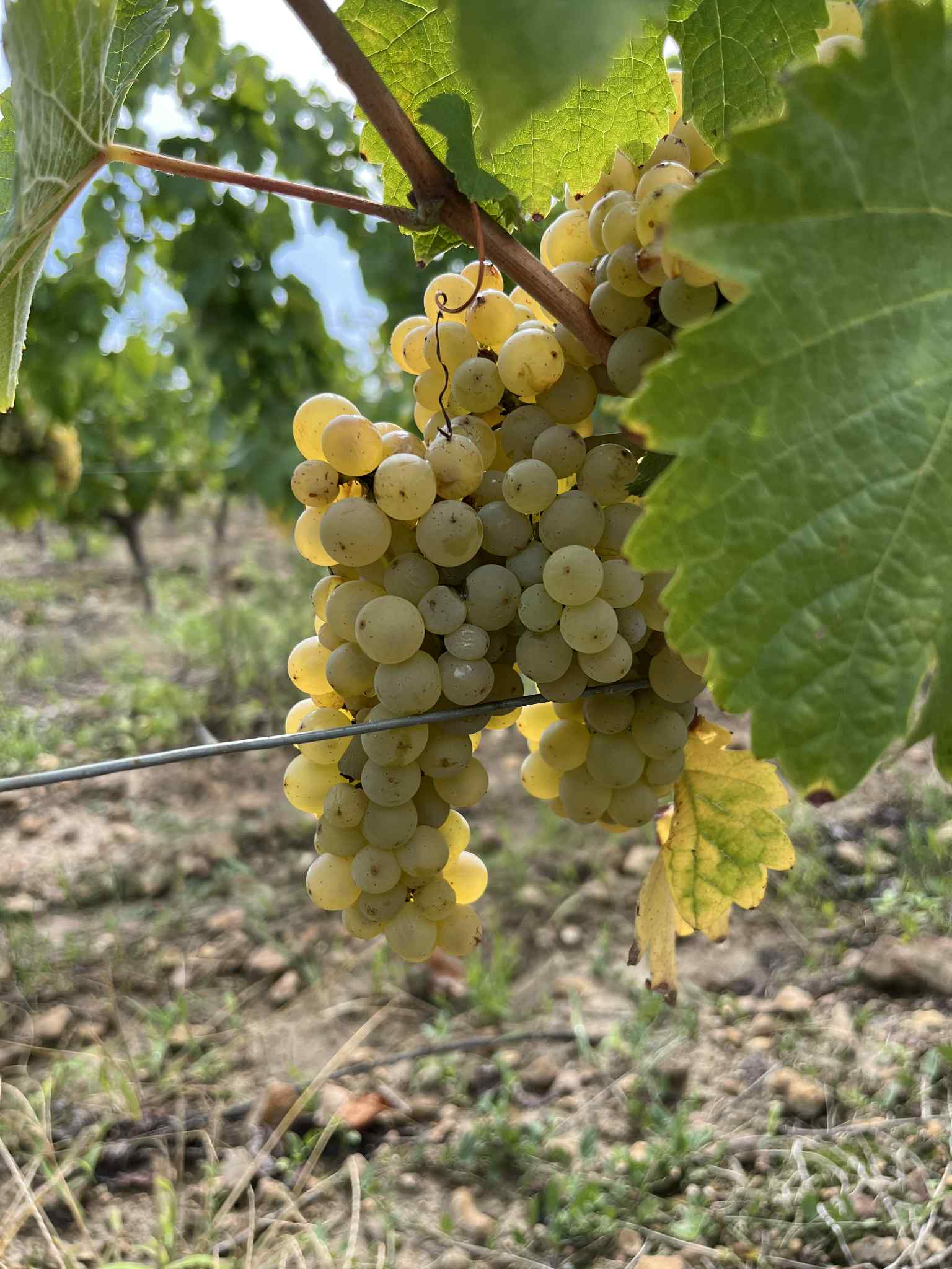 Raisins Sauvignon Blanc