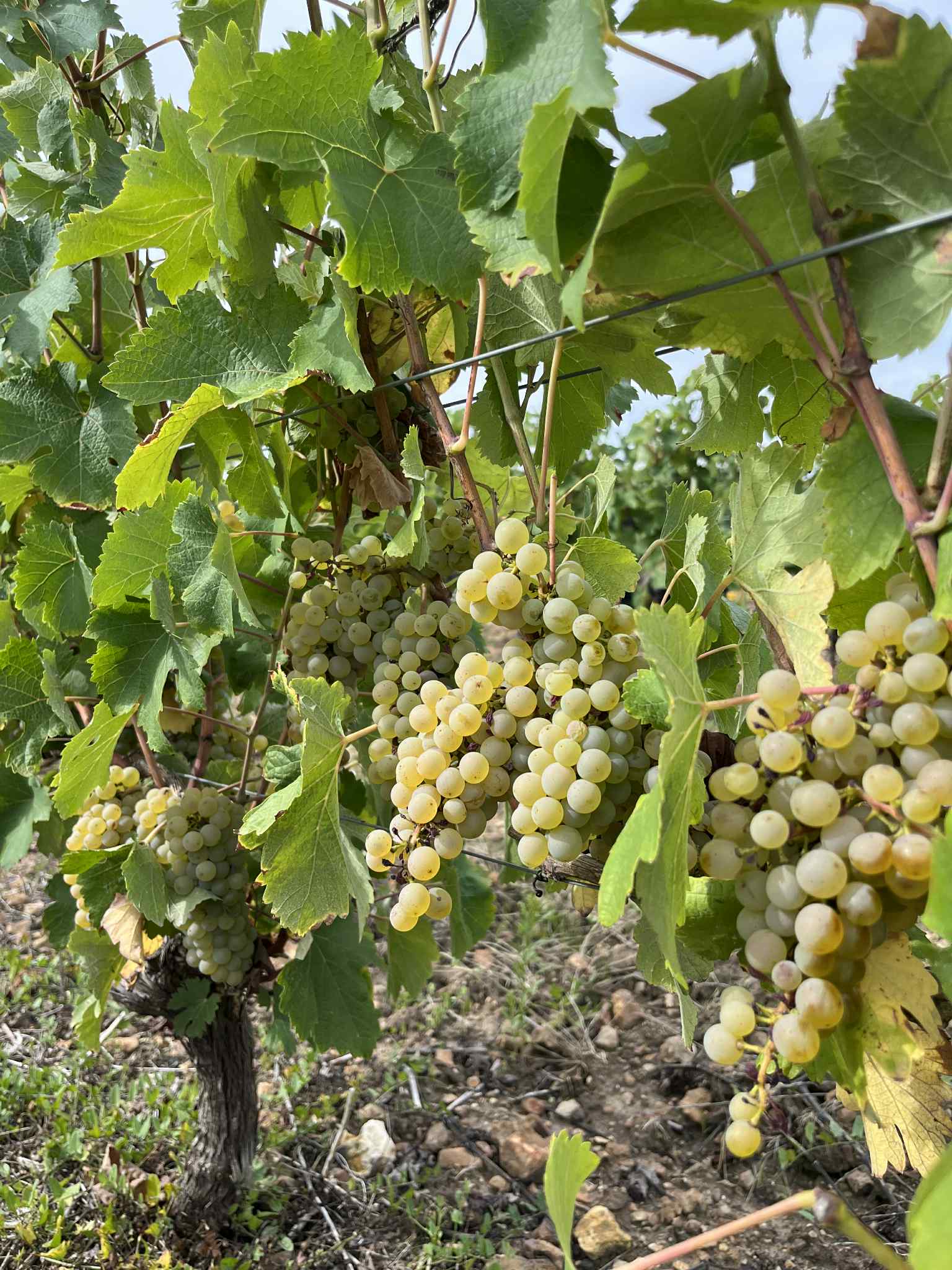 Raisins Sauvignon Blanc