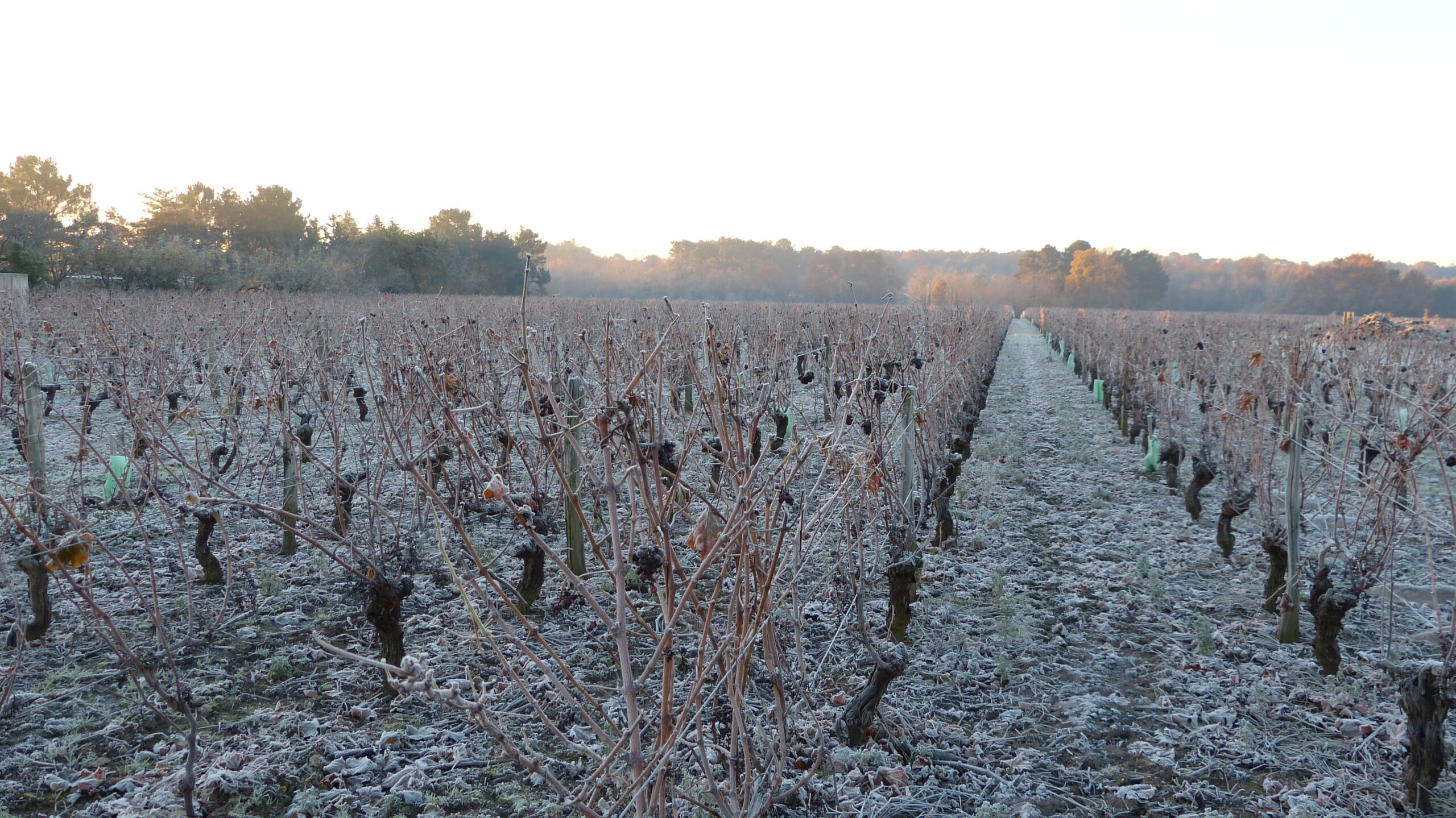 Saison Hiver vignes