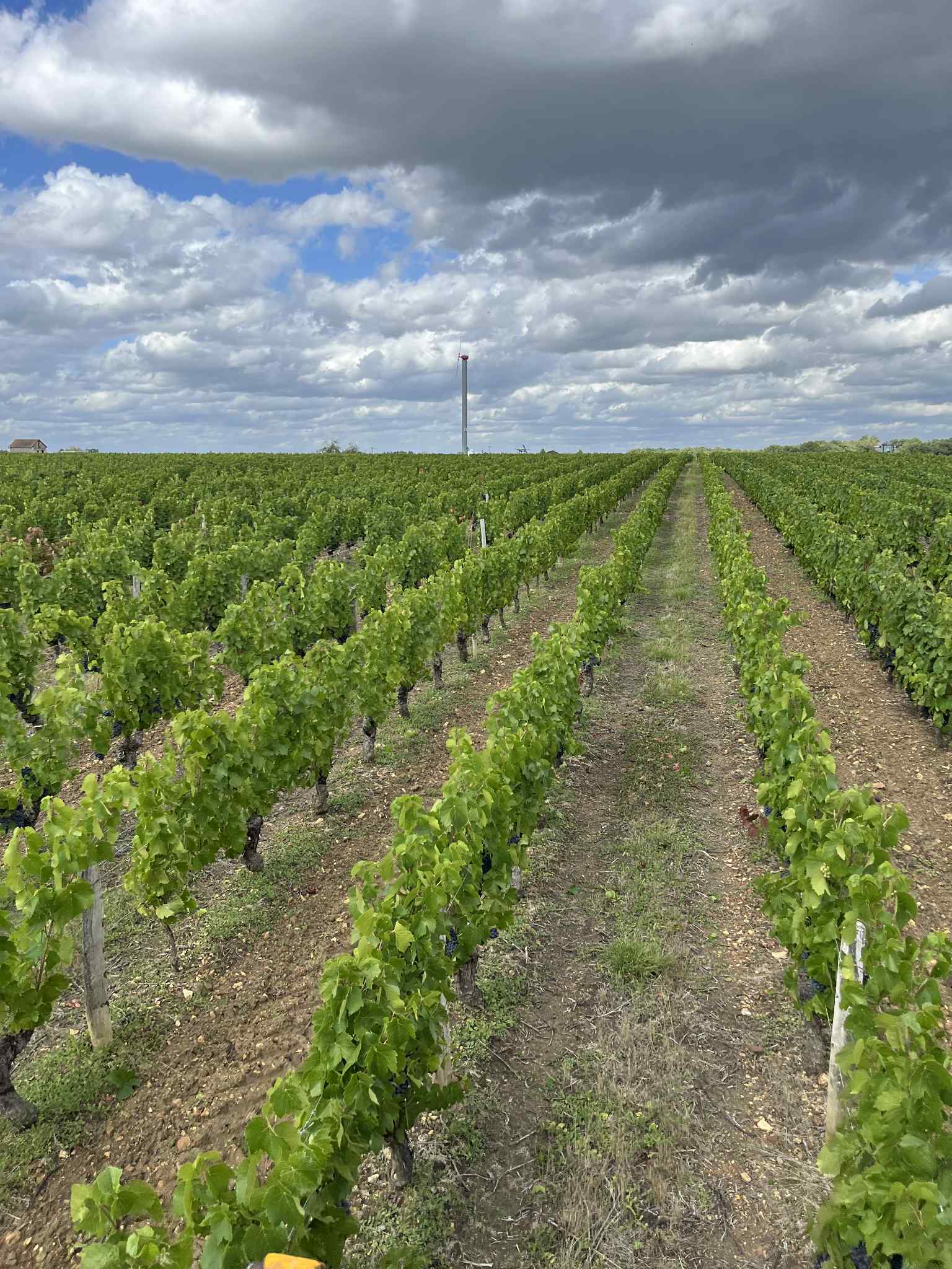 Vue aérienne vignes