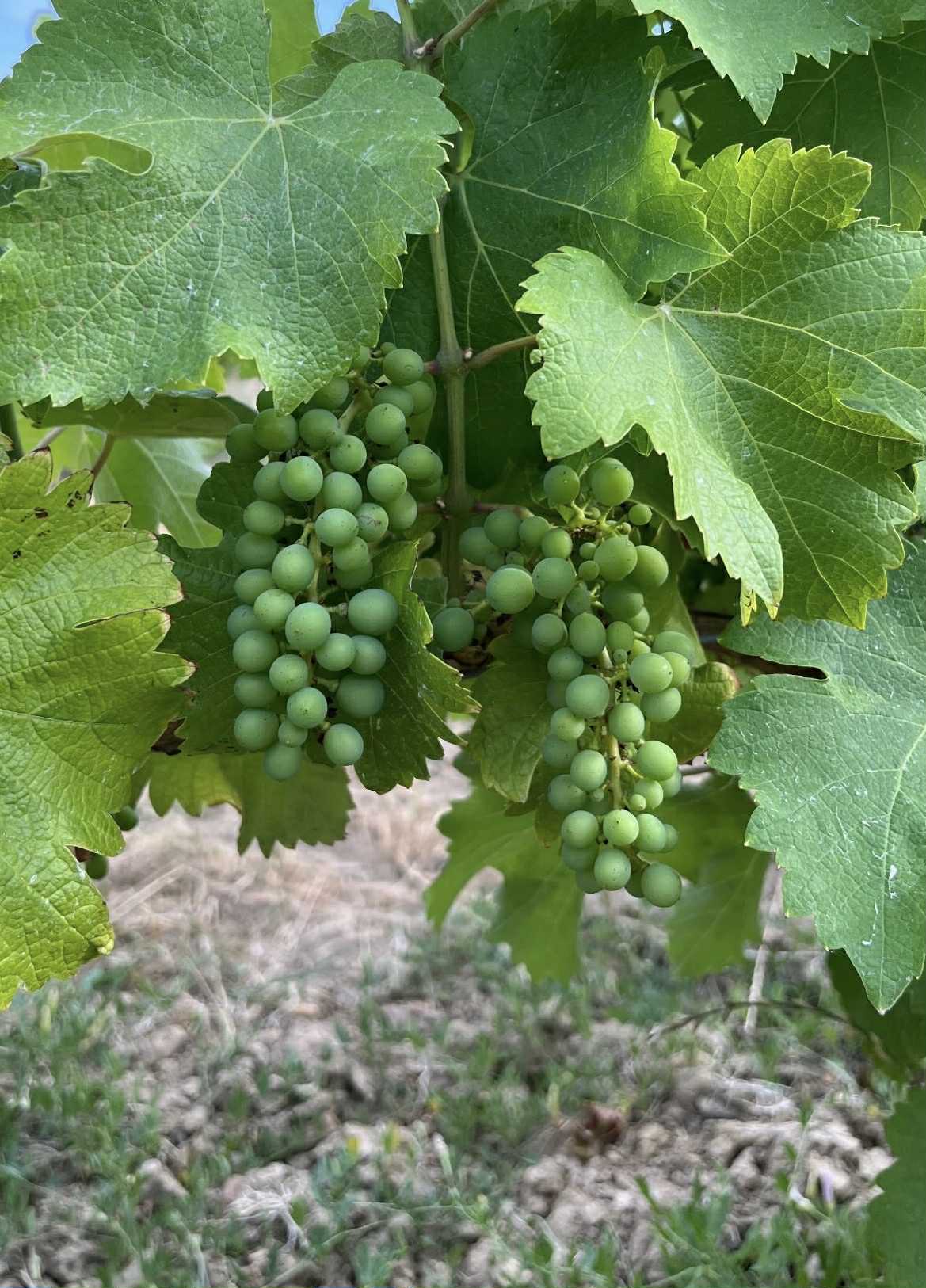 Grappe de raisins verte