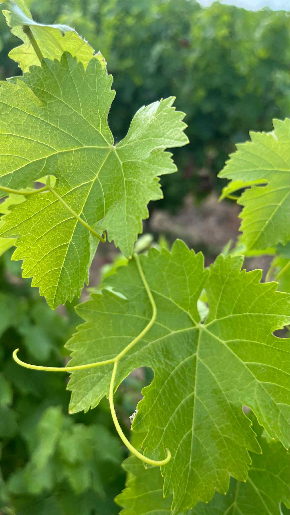 Feuilles vignes