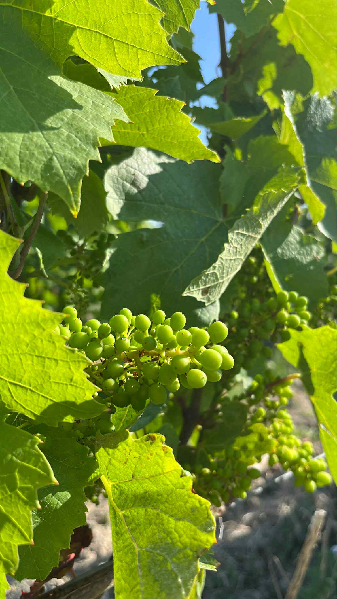 Grappe de raisins verte