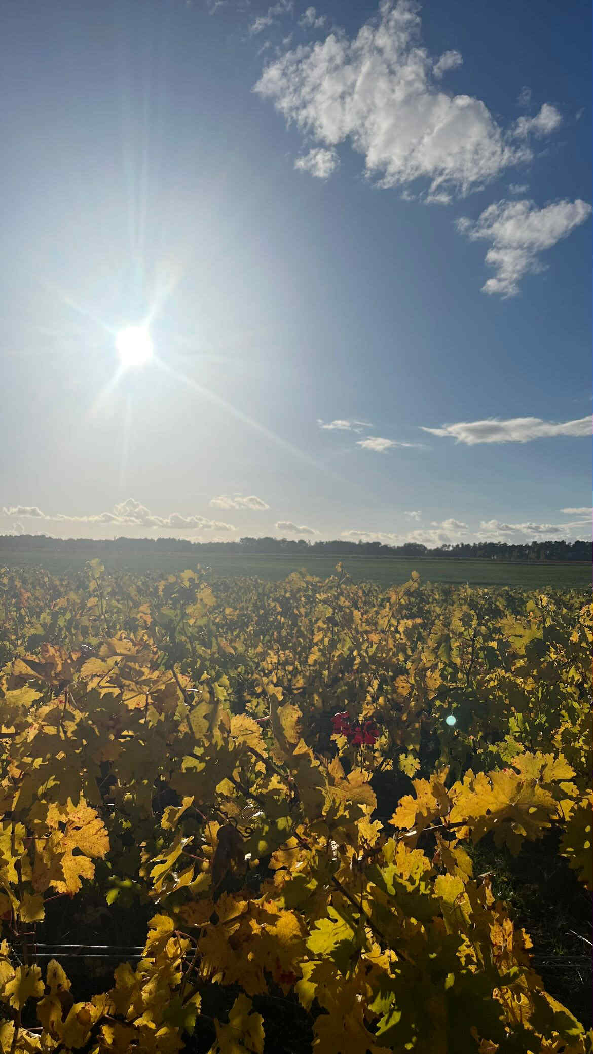 Couché de Soleil vignes