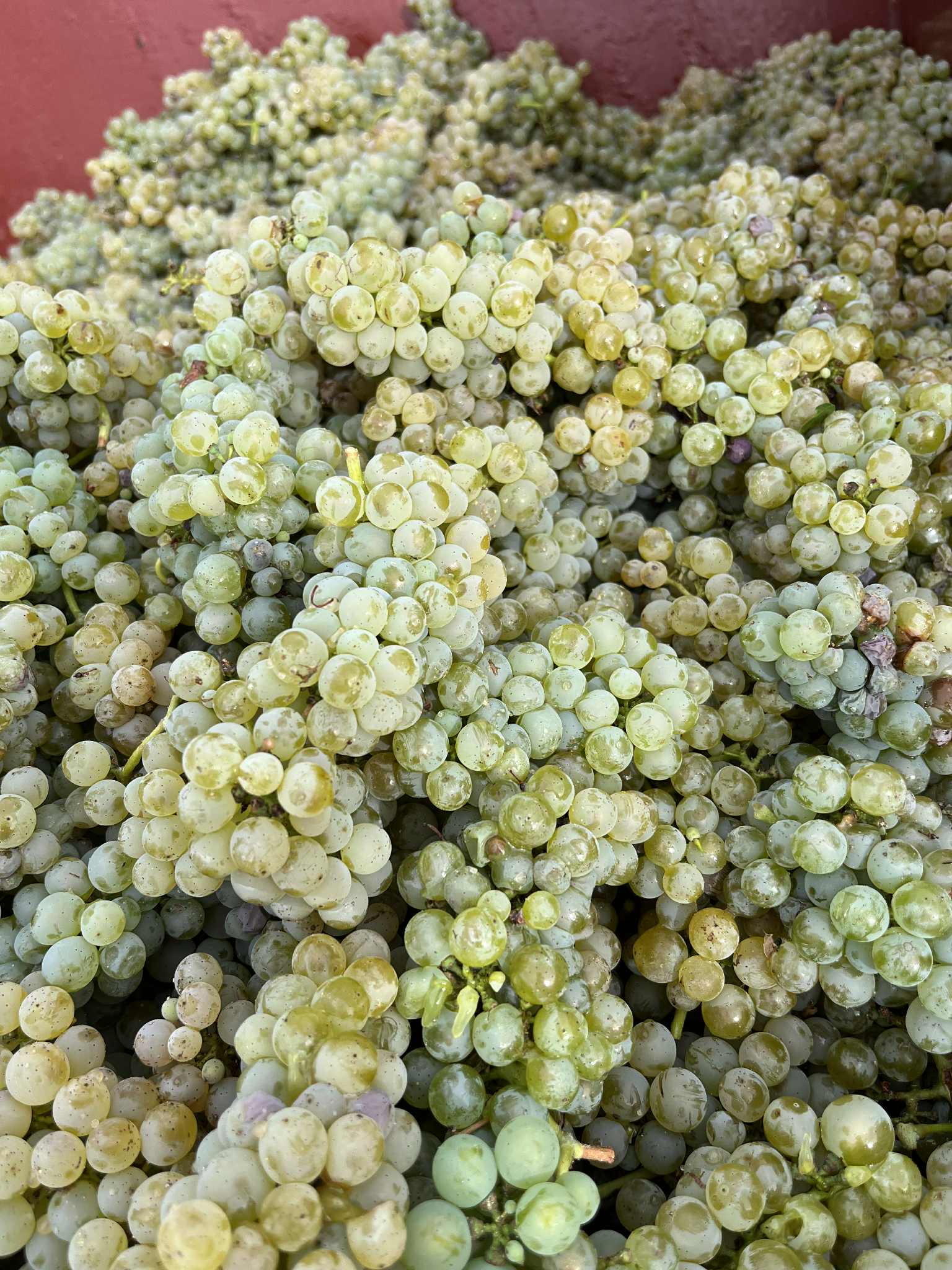 Raisins Sauvignon Blanc
