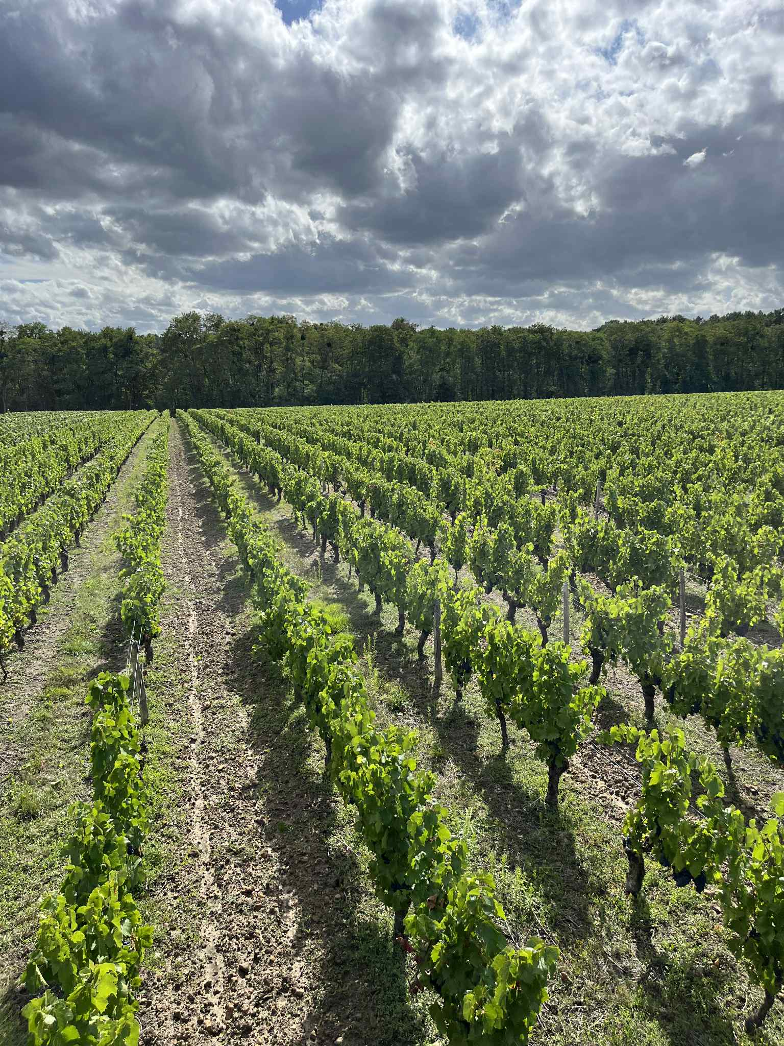 Vue aérienne vignes