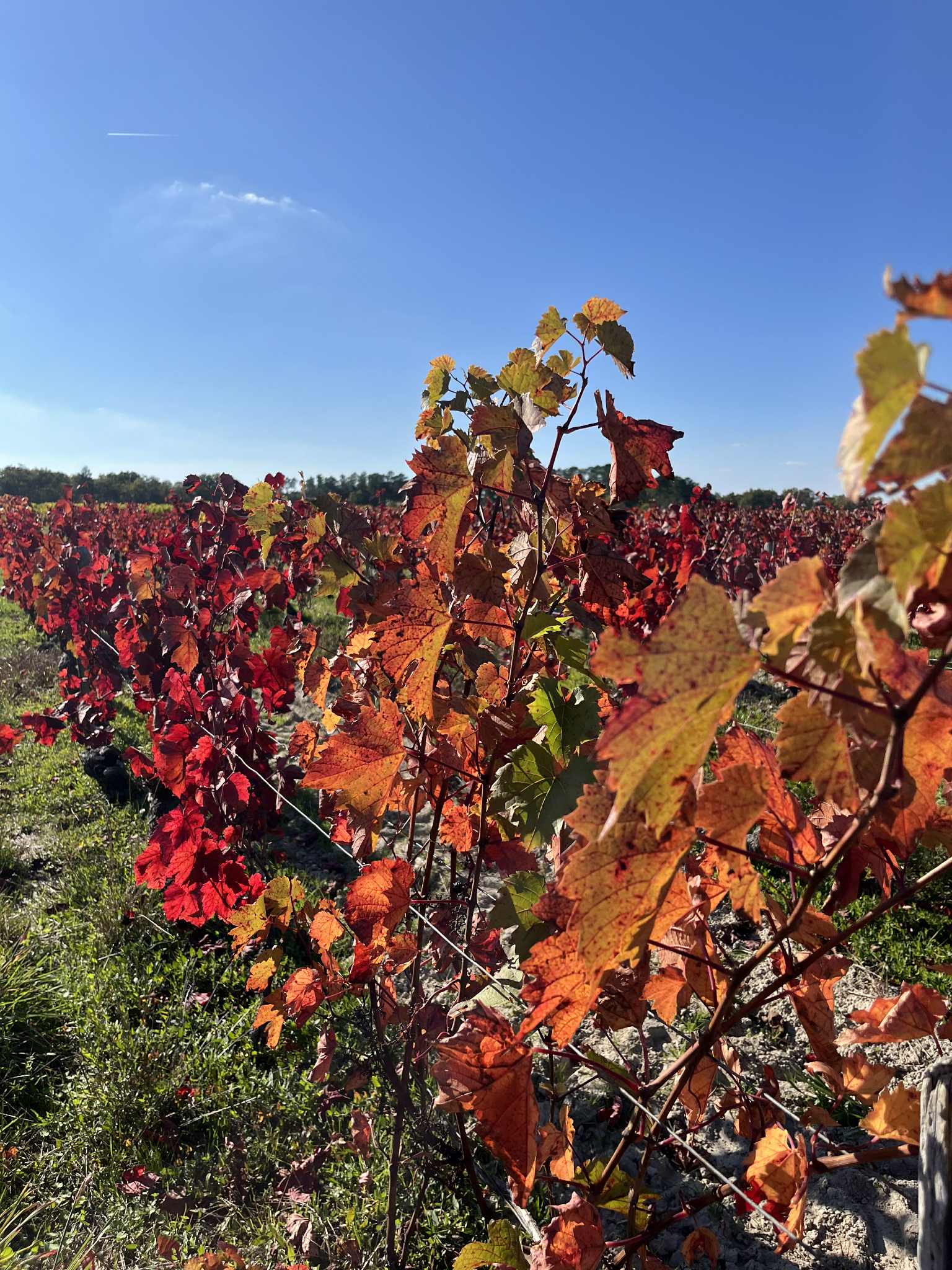 Saison automne vigne