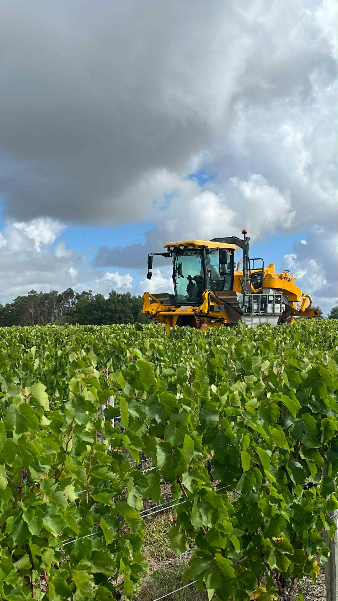 Machine à vendanger Grégoire