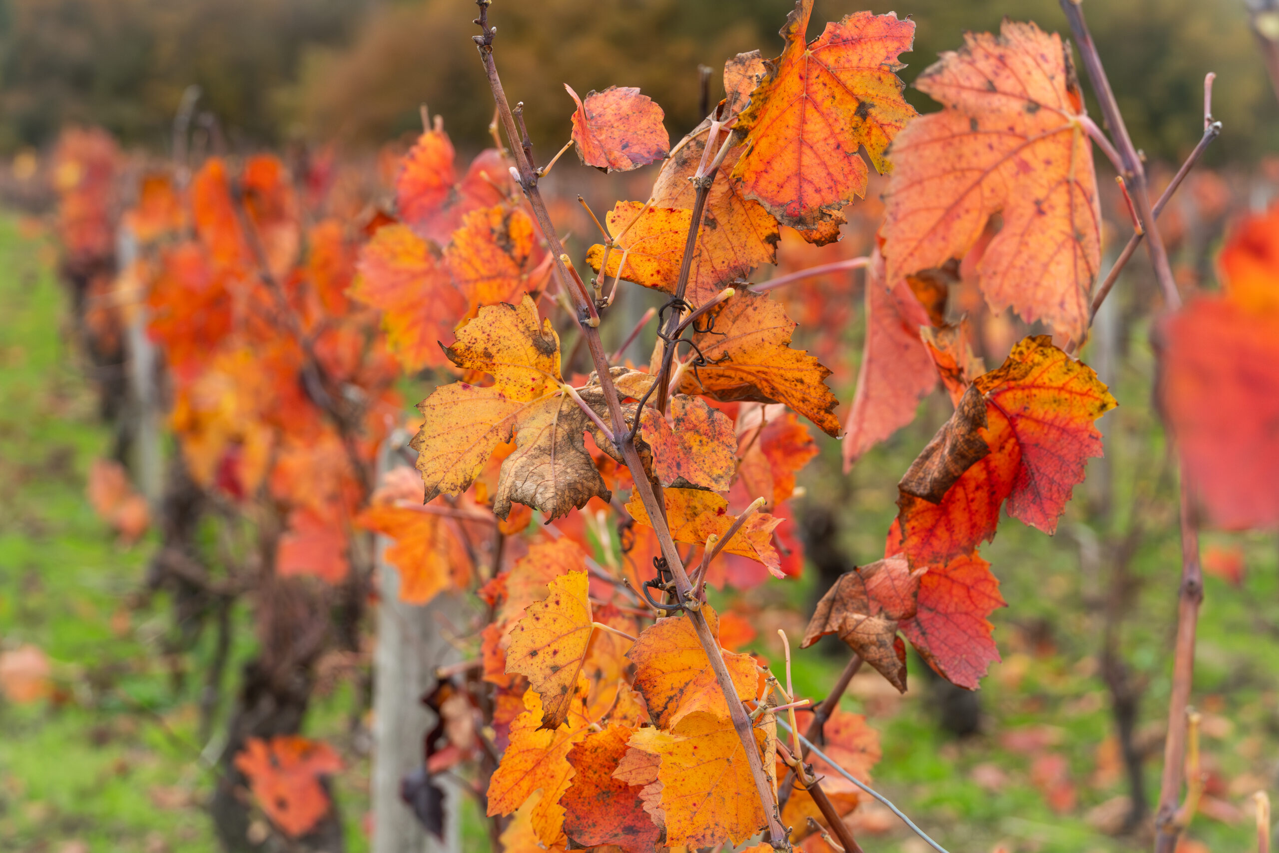 Saison automne vignes