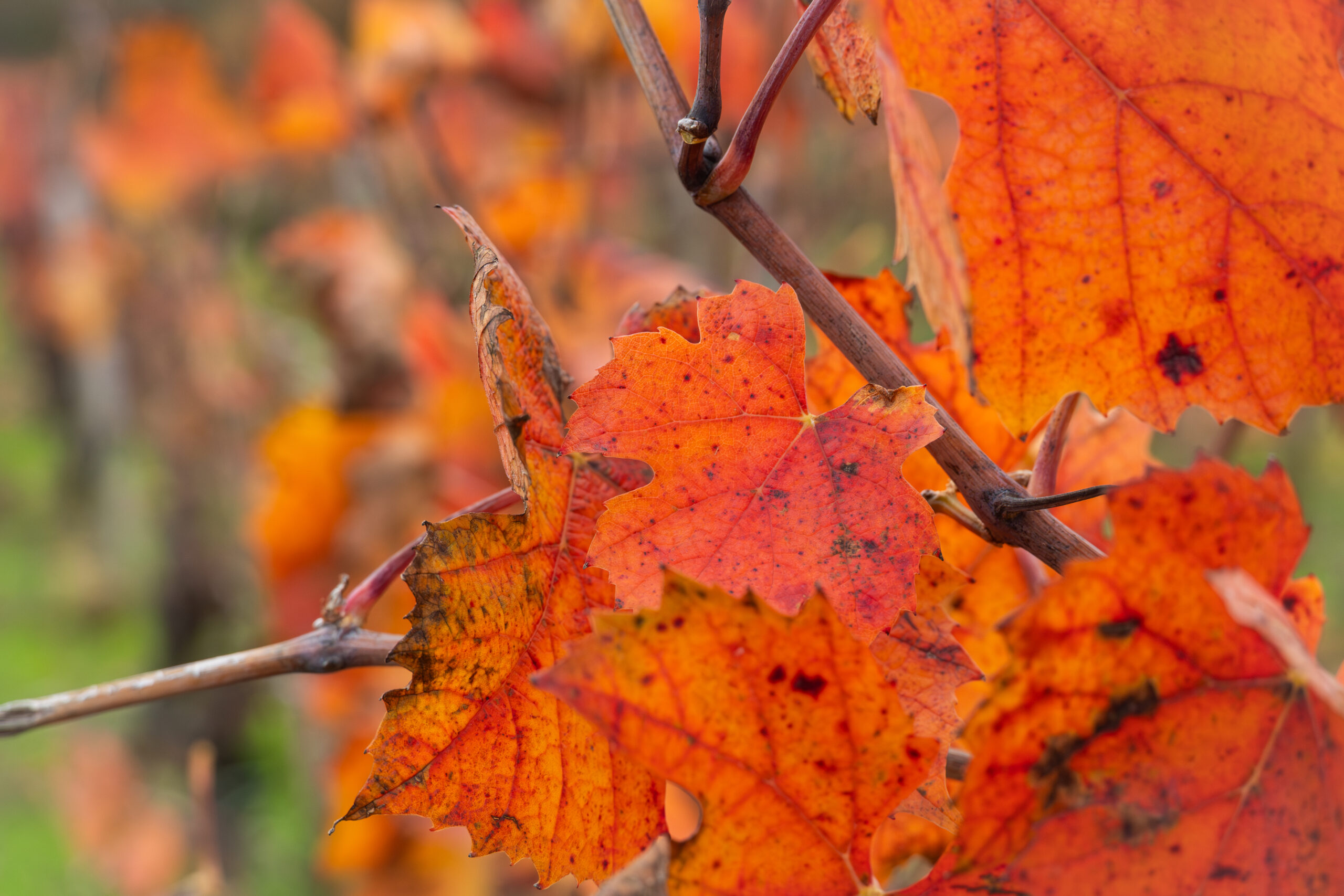 Saison automne vignes