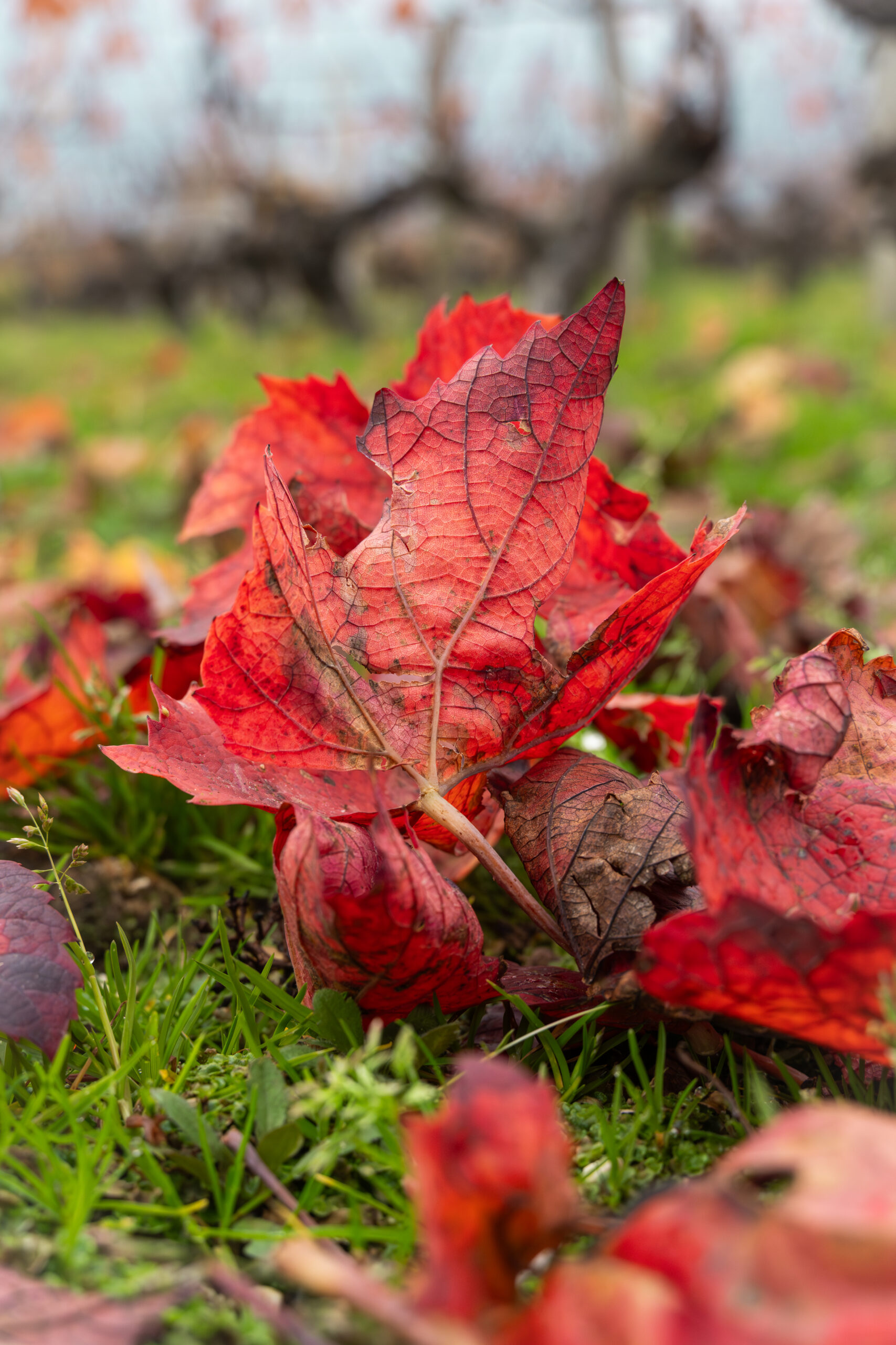 Saison automne vignes