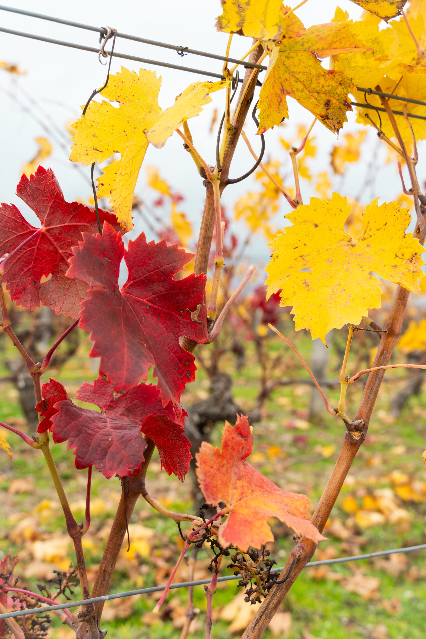 Saison automne vignes