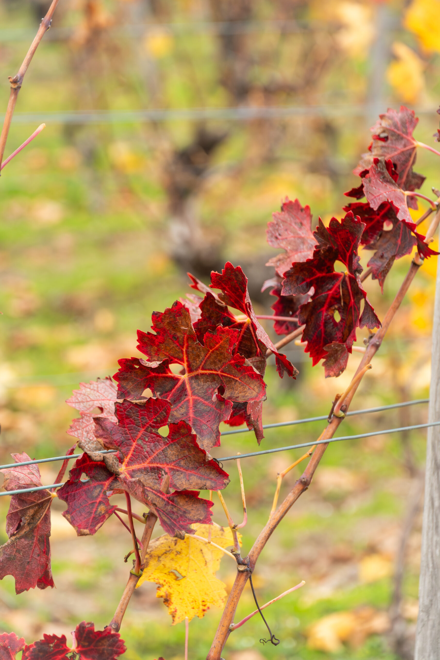 Saison automne vignes