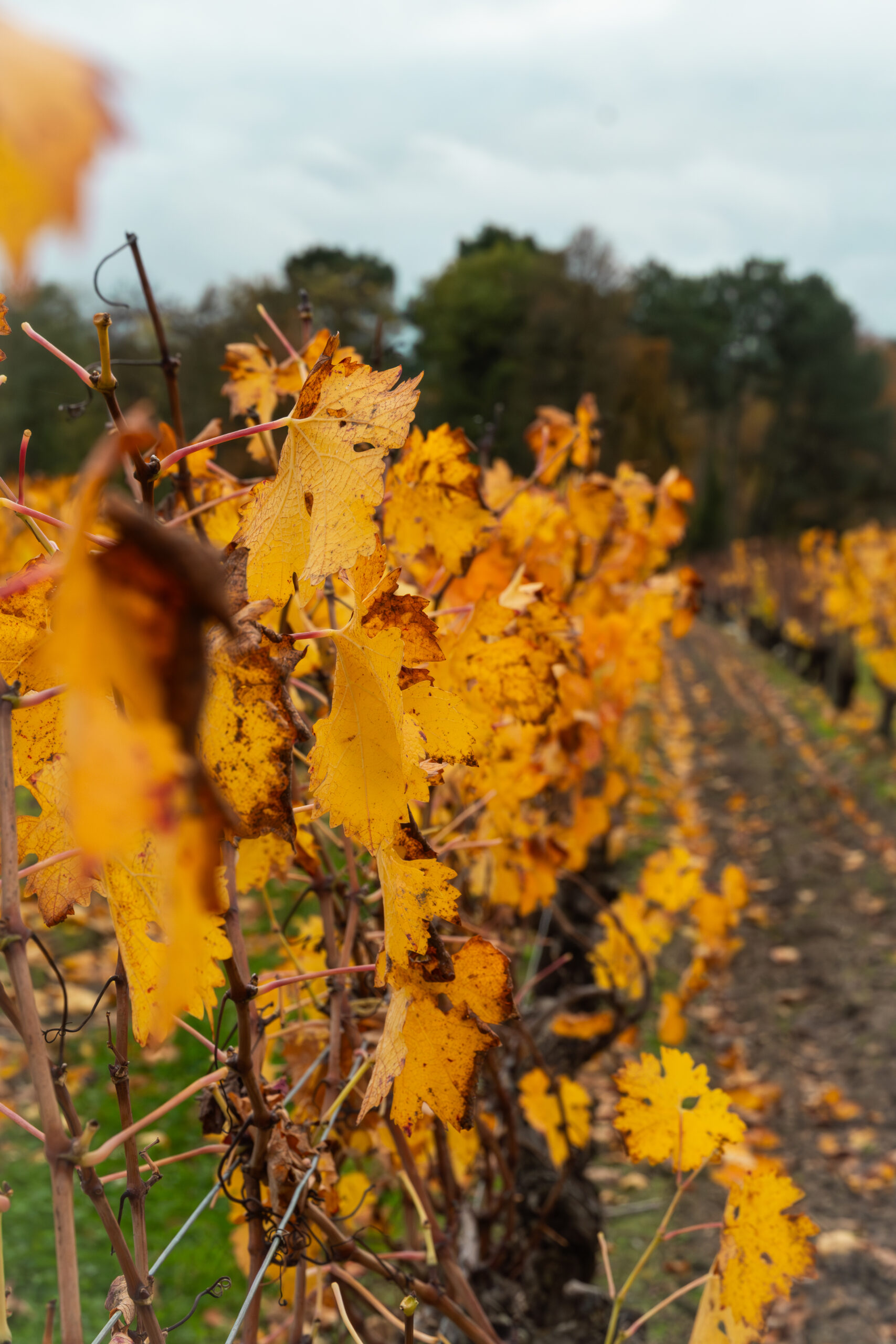 Saison automne vignes