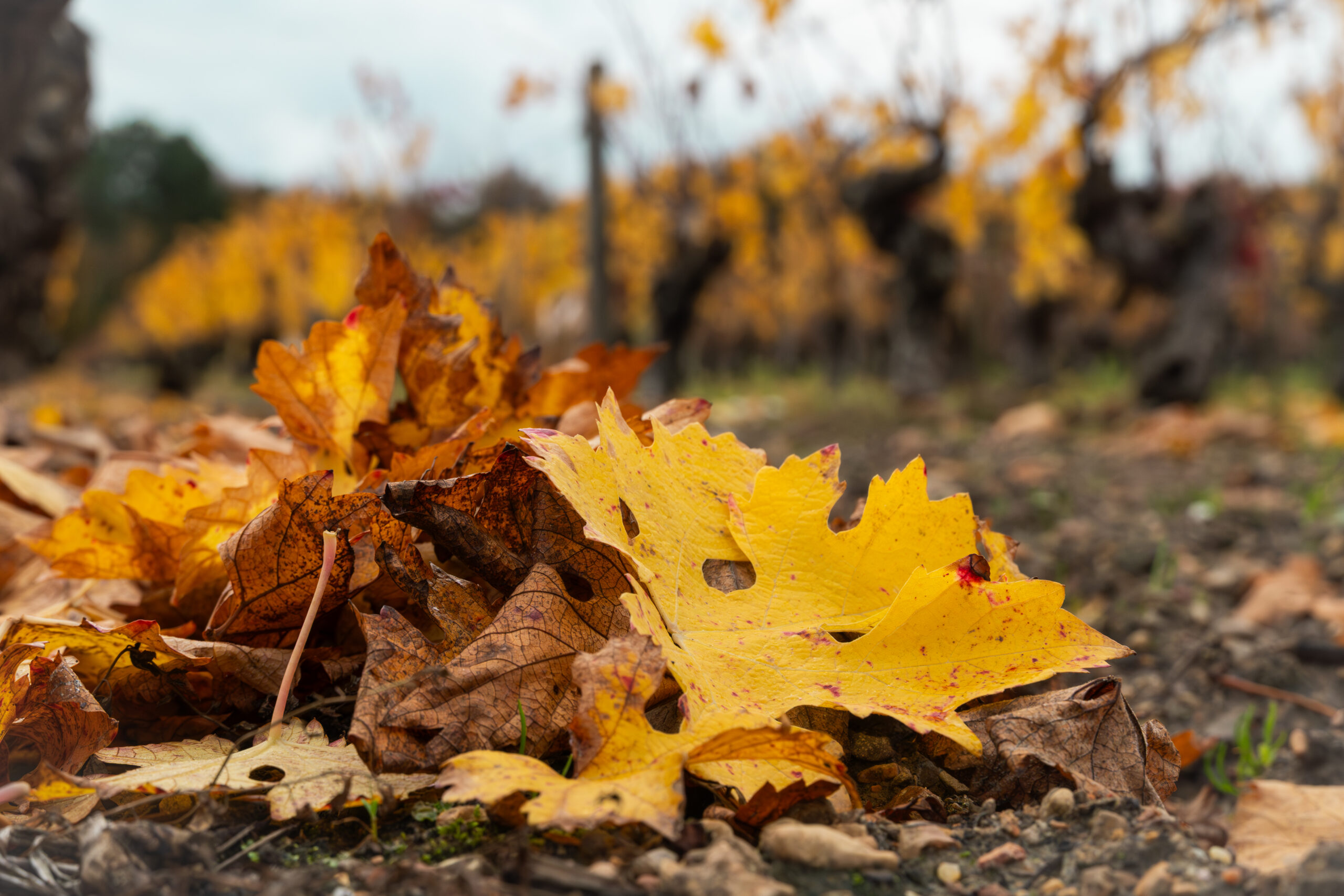 Saison automne vignes