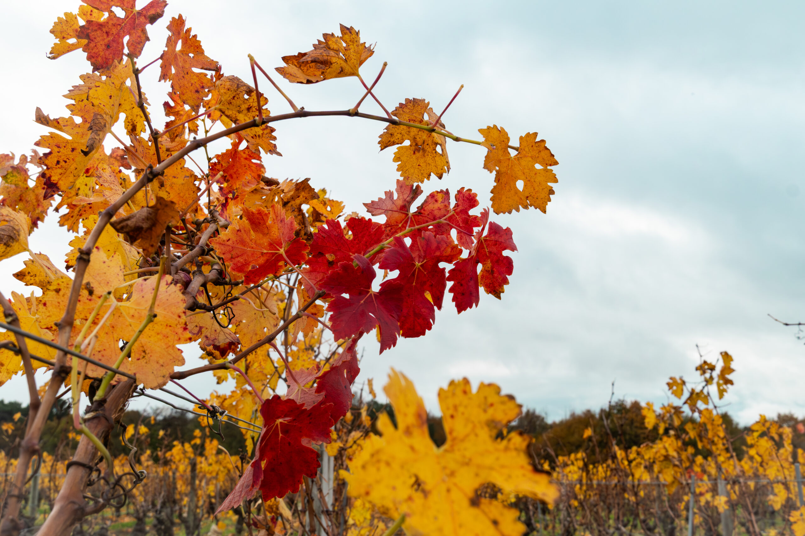 Saison automne vignes