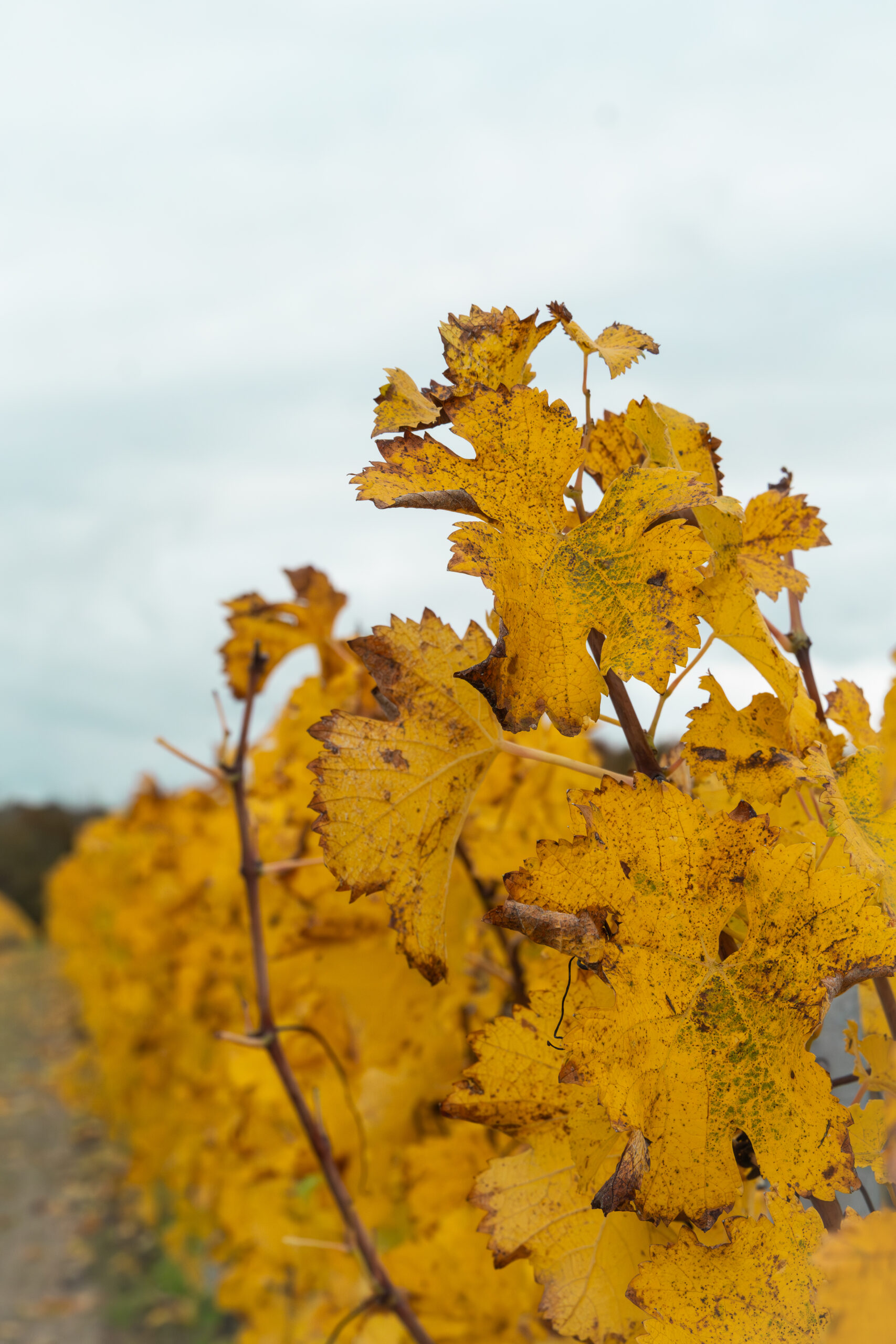 Saison automne vignes