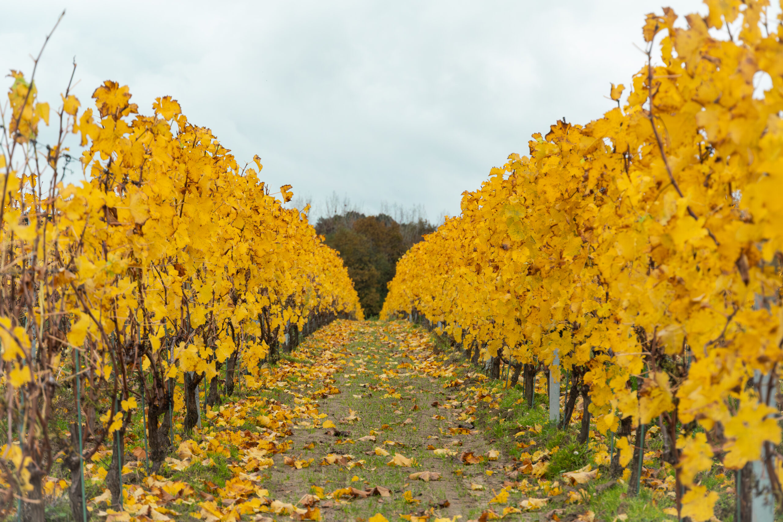 Saison automne vignes