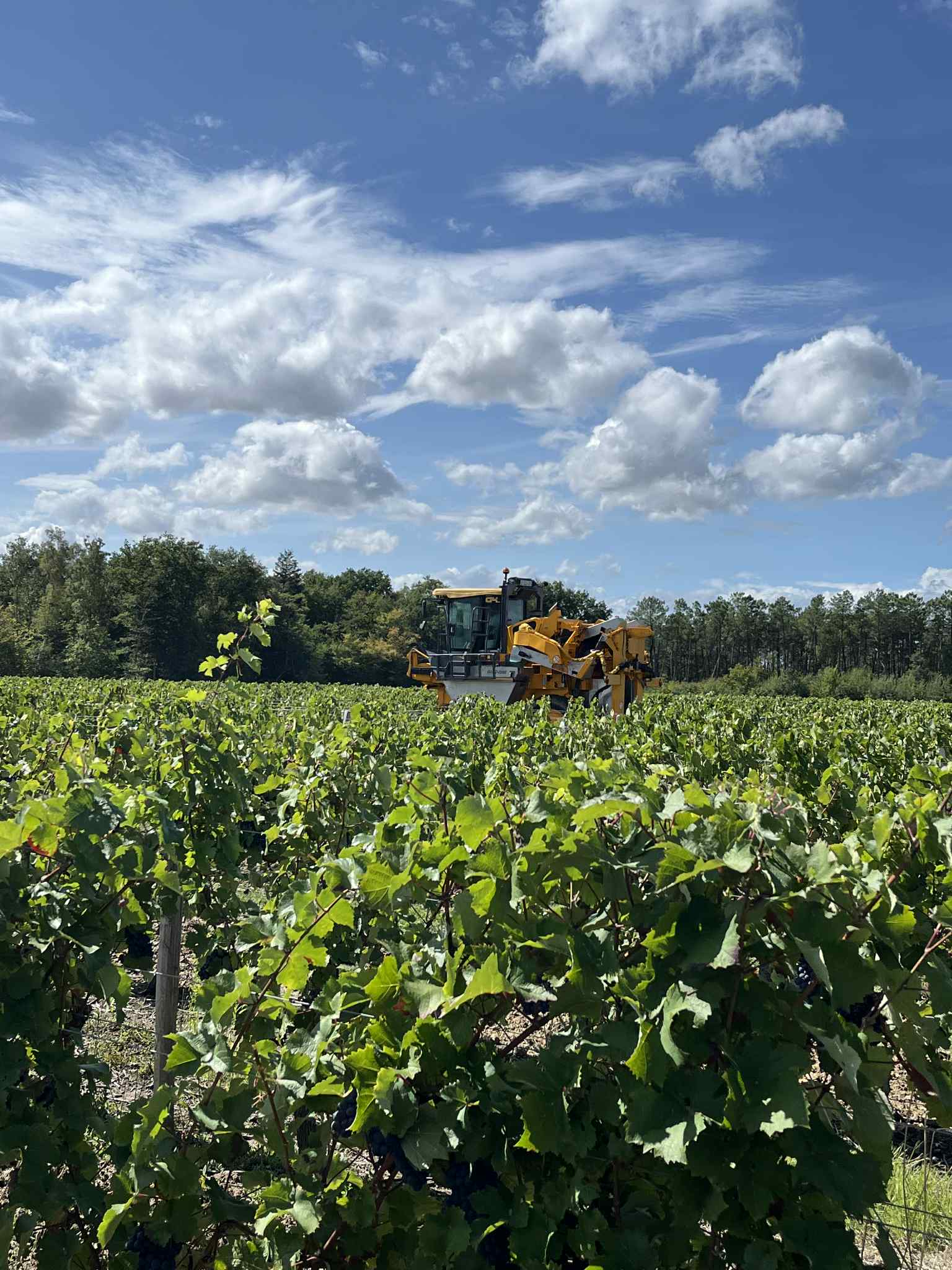 Machine à vendanger Grégoire