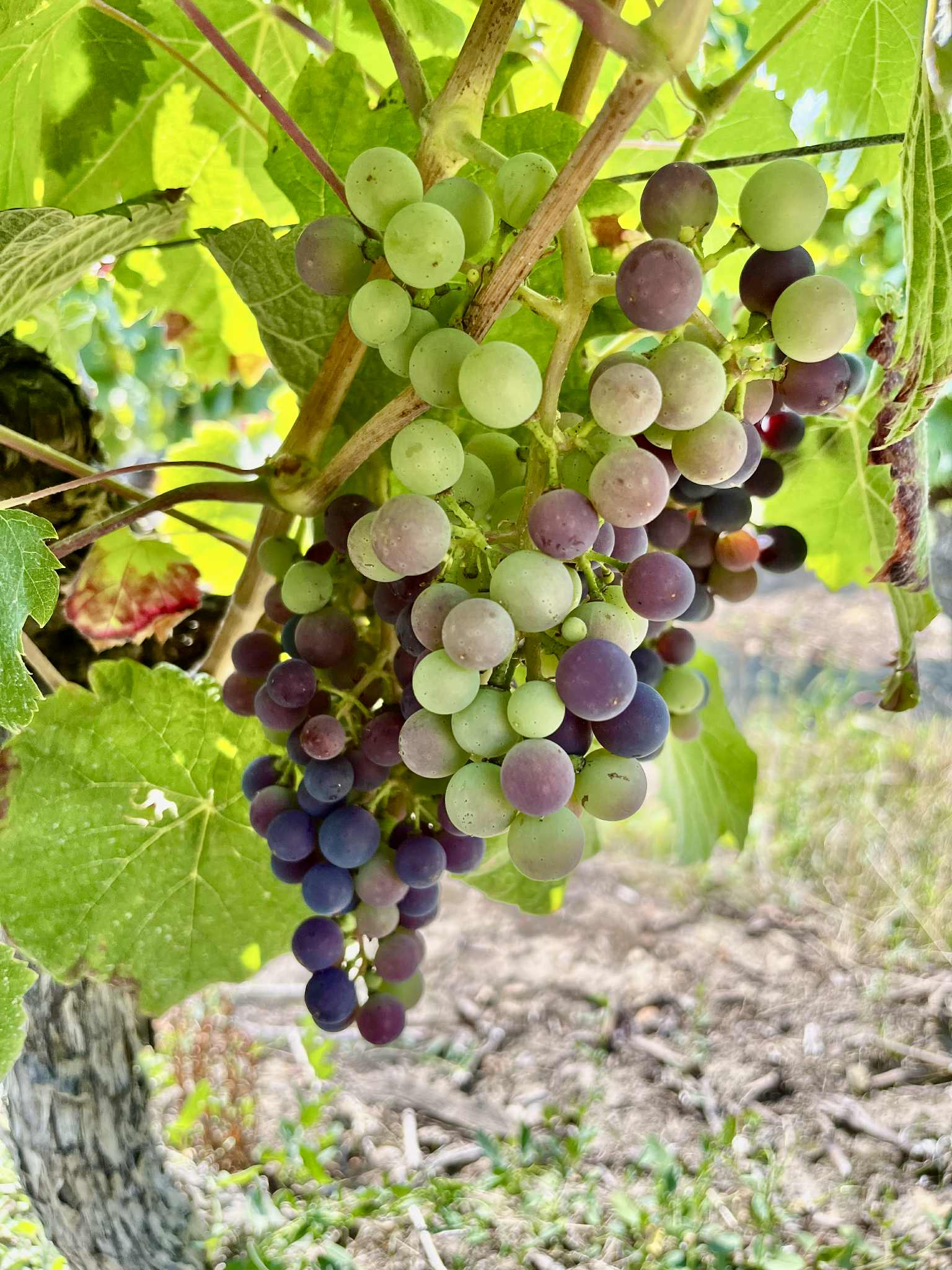 Véraison vigne