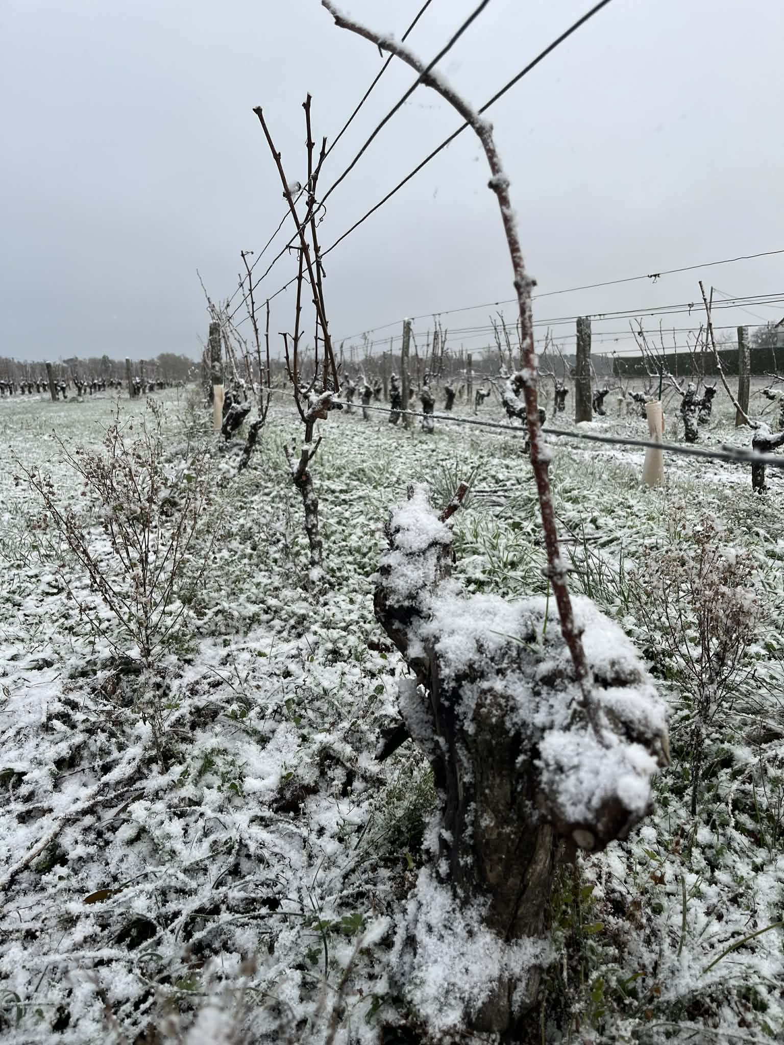 La vigne l'hiver