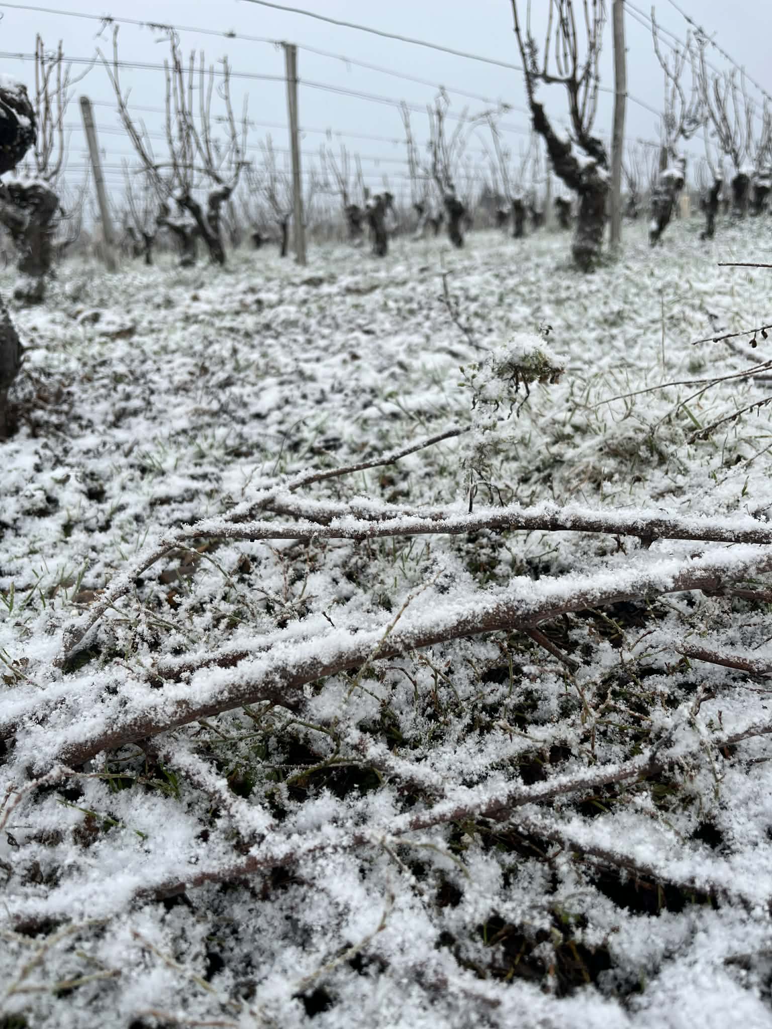 La vigne l'hiver