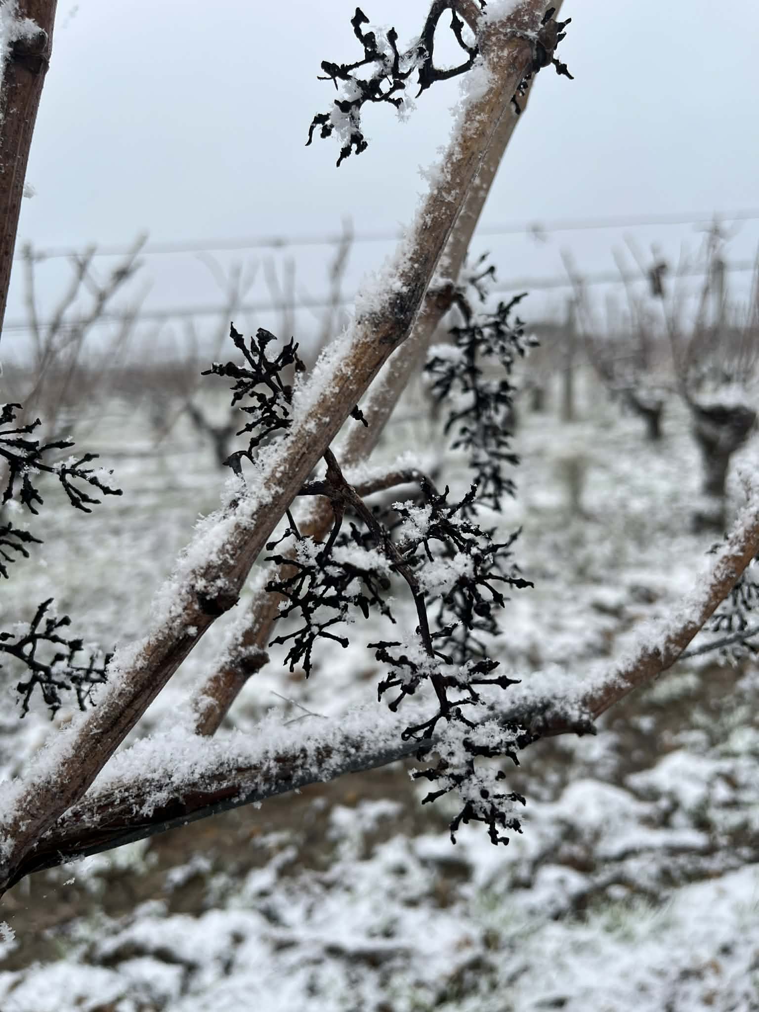 La vigne l'hiver