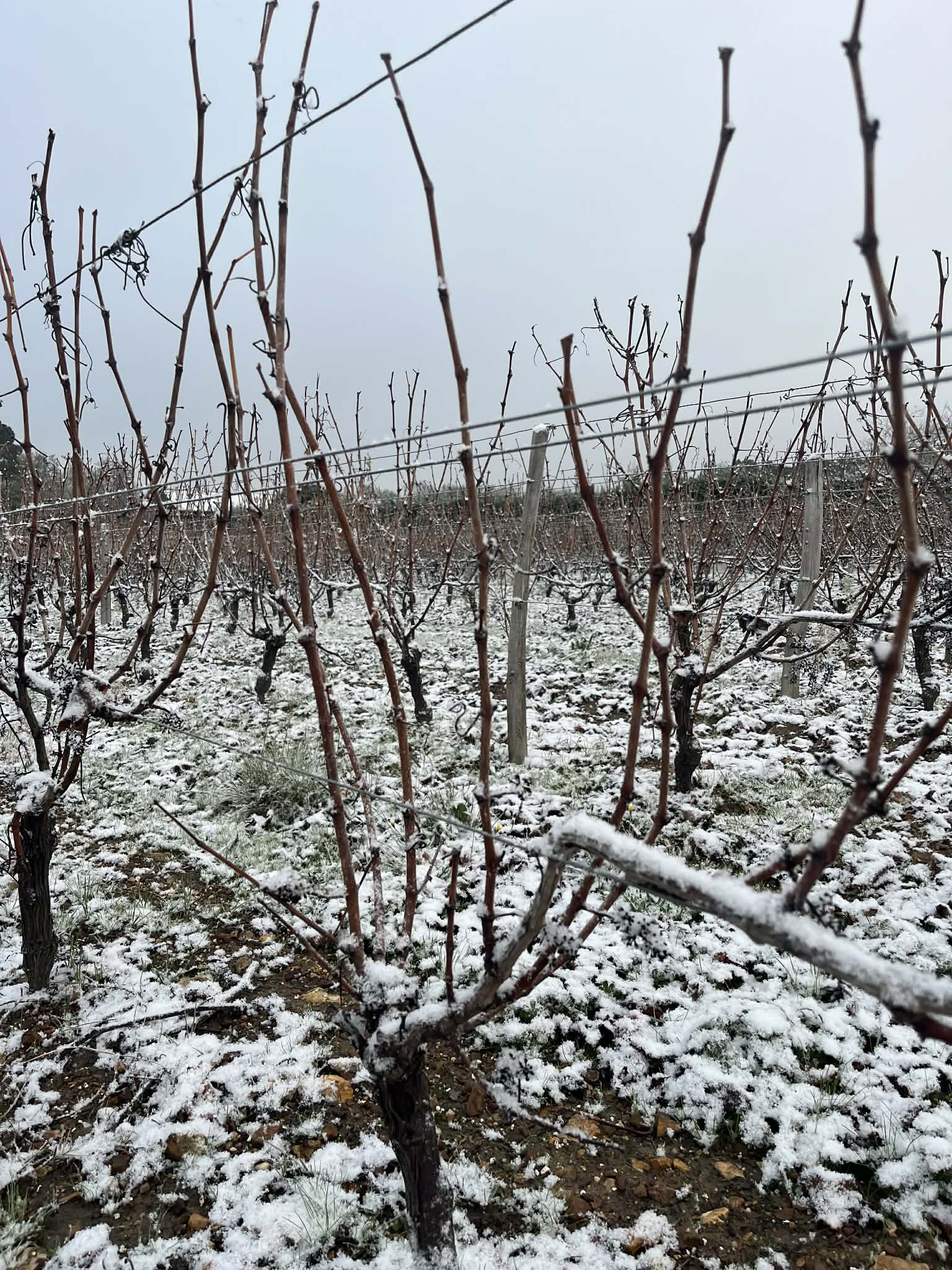 La vigne l'hiver