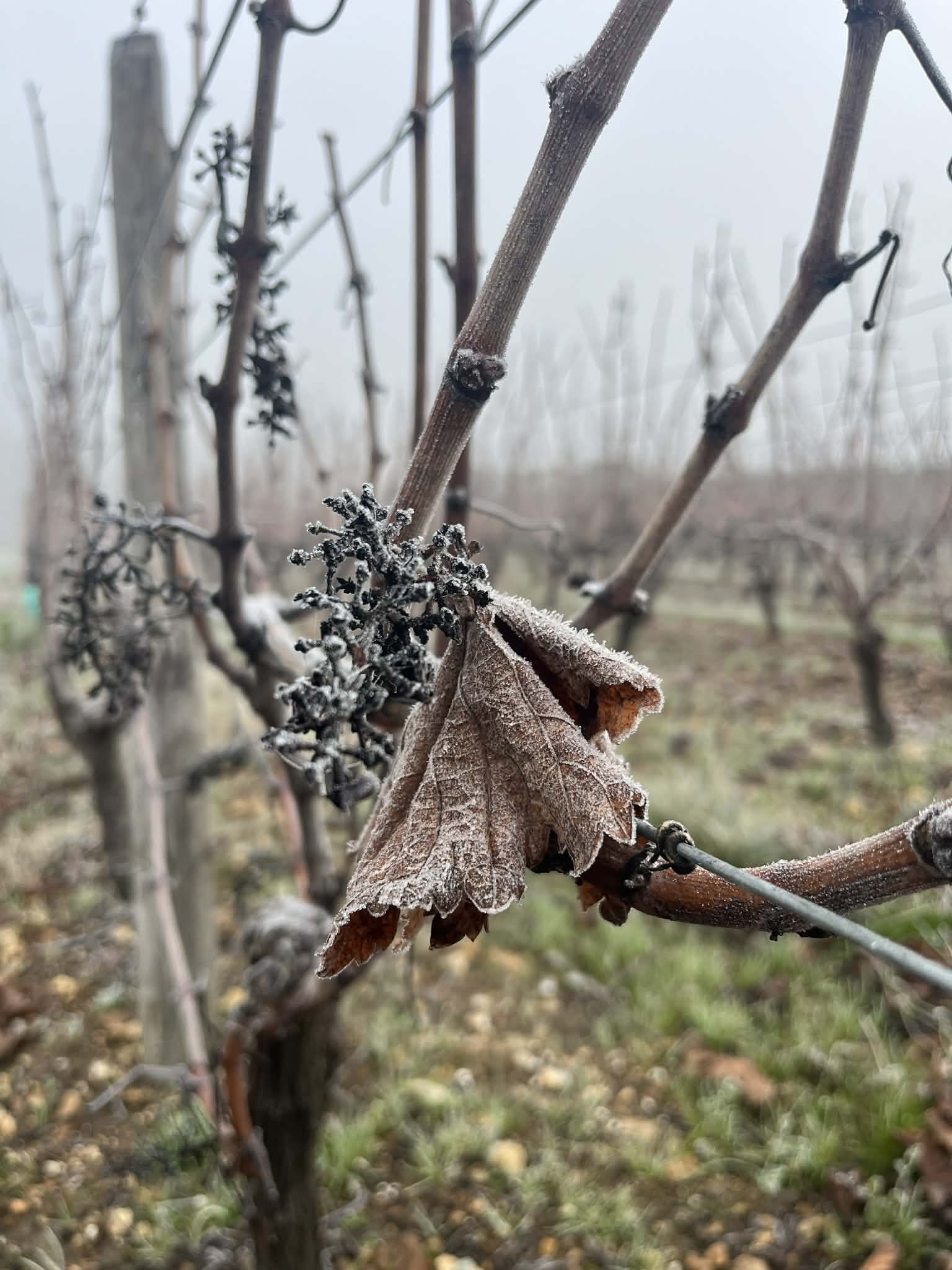 La vigne l'hiver