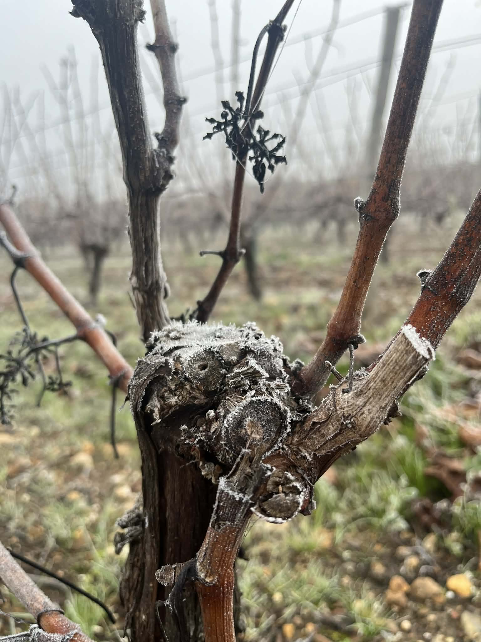 La vigne l'hiver