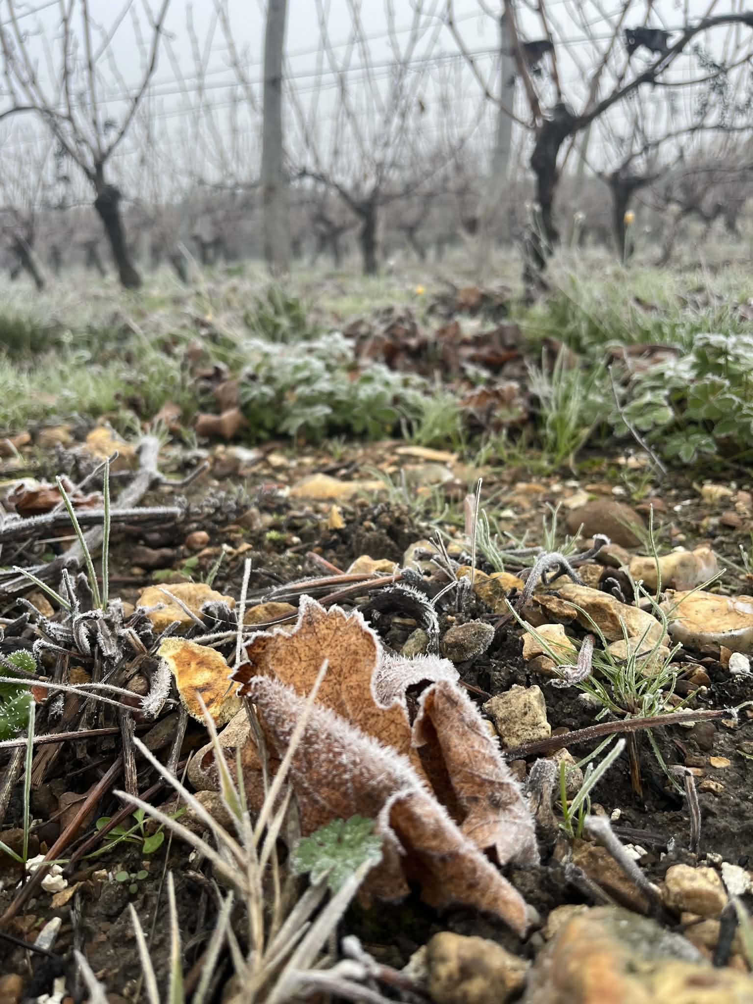 La vigne l'hiver