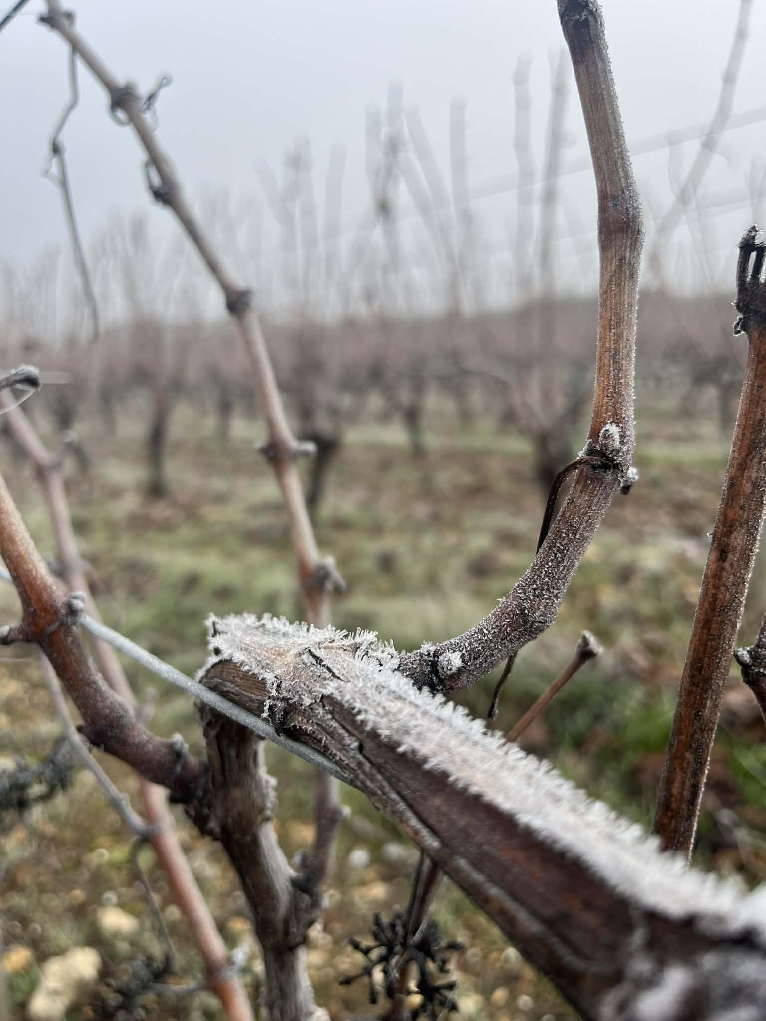 La vigne l'hiver