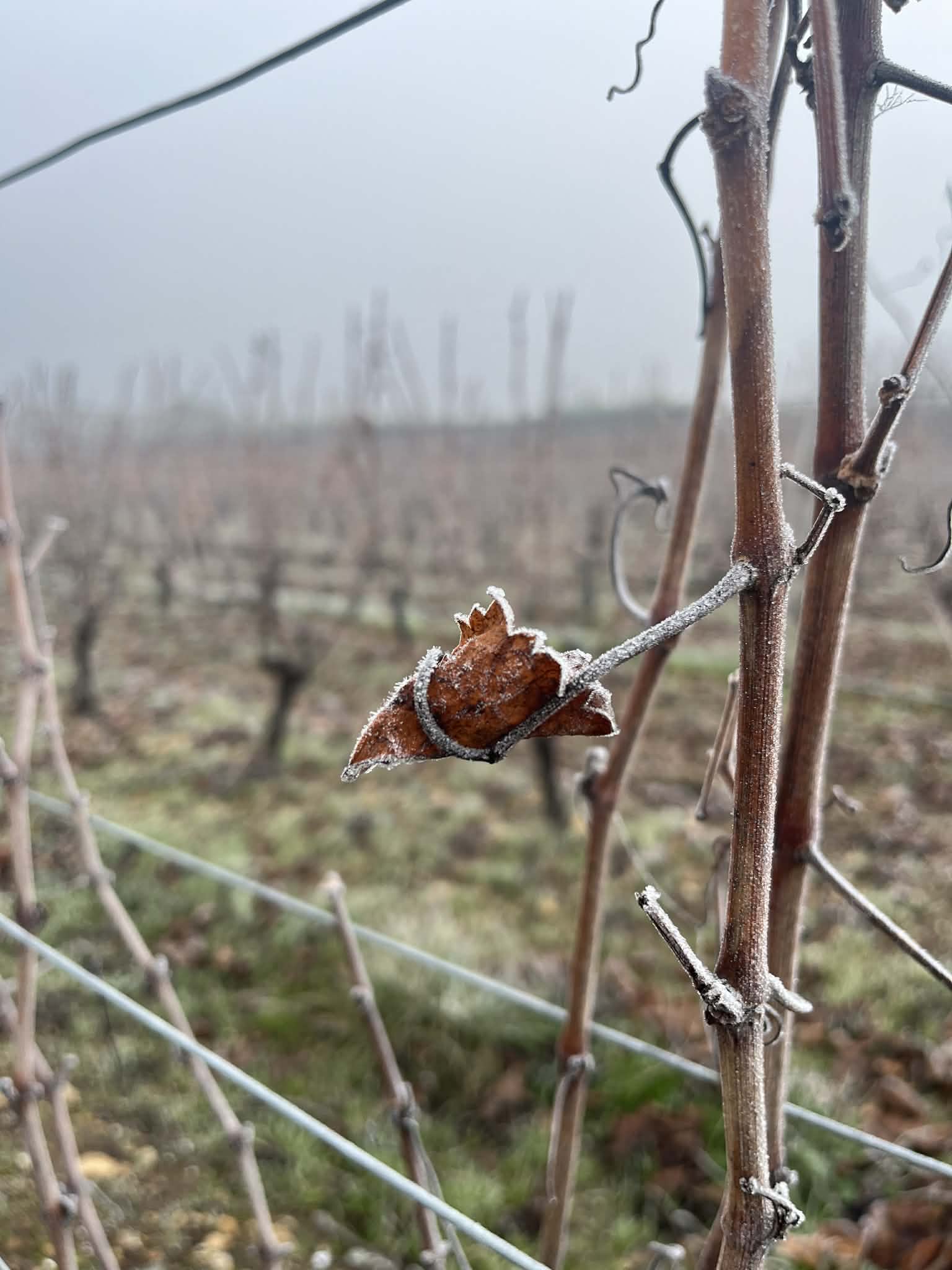 La vigne l'hiver