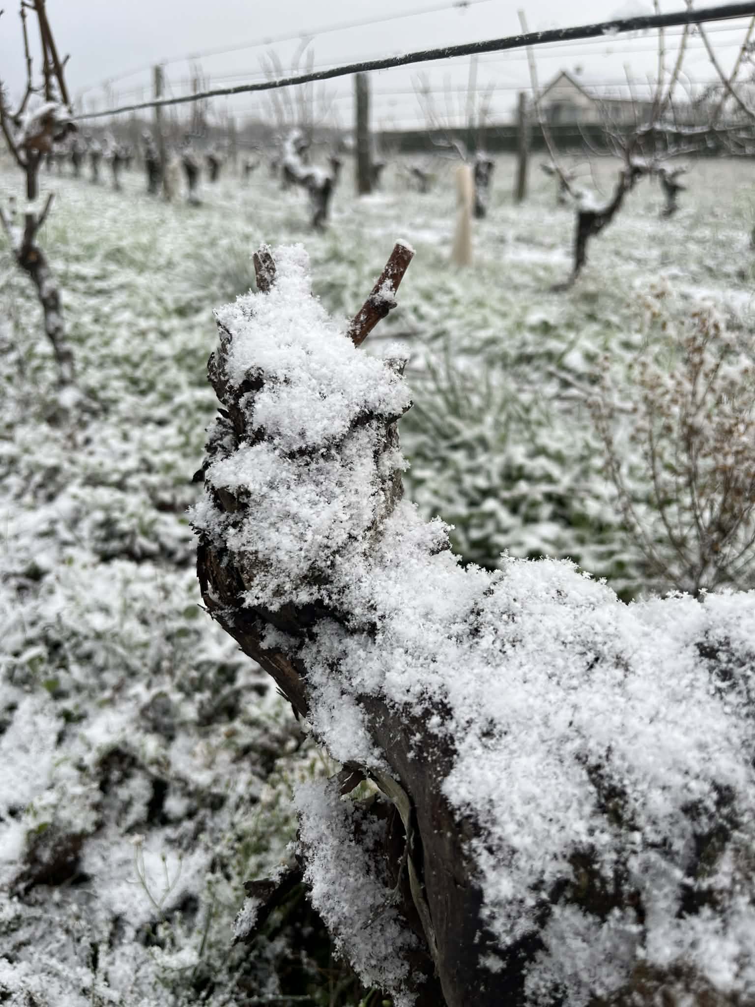 La vigne l'hiver