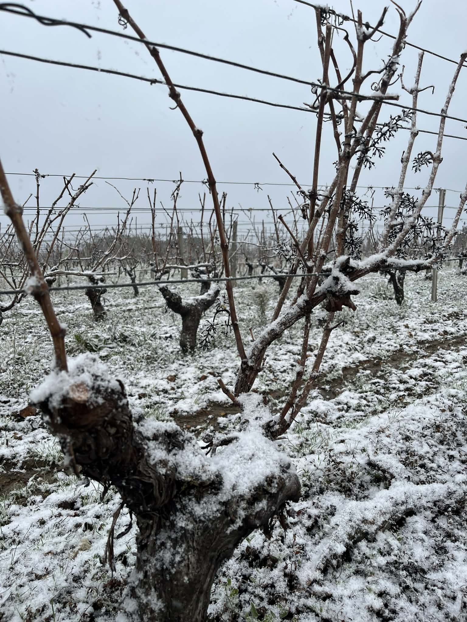 La vigne l'hiver